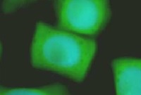 CDC2 | Cell-division-cycle kinase 2 in the group Antibodies Plant/Algal / DNA/RNA/Cell Cycle / Cell cycle at Agrisera AB (Antibodies for research) (AS06 153)